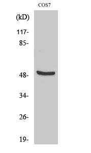 DP-2 Polyclonal Antibody