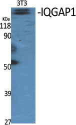 IQGAP1 Polyclonal Antibody