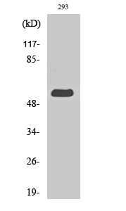 MIPP Polyclonal Antibody