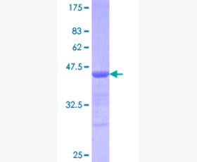 Recombinant Human Mucin-1/MUC-1