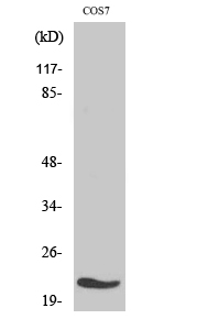 MRP-L11 Polyclonal Antibody