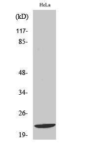 Di-Ras1 Polyclonal Antibody