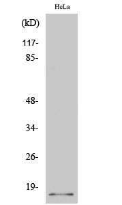 p14 Polyclonal Antibody