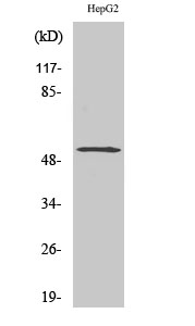 LIR-7 Polyclonal Antibody