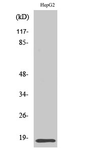 Id4 Polyclonal Antibody