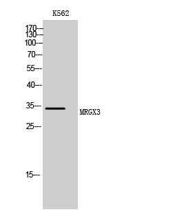 MRGX3 Polyclonal Antibody