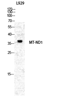 ND1 Polyclonal Antibody