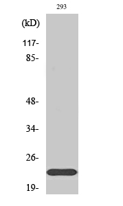 Na+ CP type IIβ Polyclonal Antibody