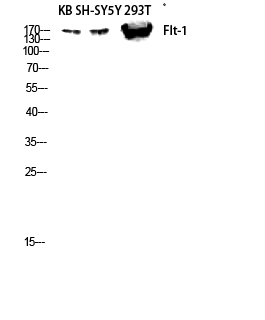 Flt-1 Polyclonal Antibody