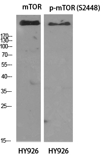 mTOR Polyclonal Antibody