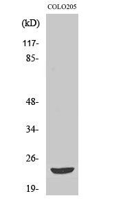 Mob3B Polyclonal Antibody