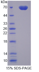 Recombinant Milk Fat Globule EGF Factor 8 (MFGE8)