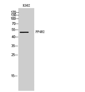 PP4R2 Polyclonal Antibody