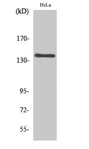 MOV10L1 Polyclonal Antibody