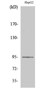 Ephrin-A4 Polyclonal Antibody