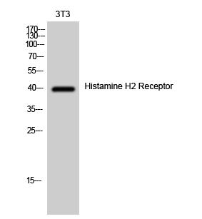 Histamine H2 Receptor Polyclonal Antibody