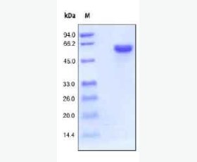 Recombinant Human LILRA5/CD85f