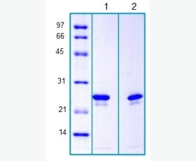 Recombinant Mouse Placenta Growth Factor/PGF/PIGF