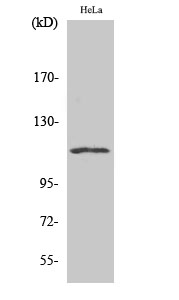 NFATc3 Polyclonal Antibody