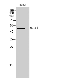 MCT14 Polyclonal Antibody