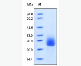 Recombinant Human Signaling Lymphocytic Activation Molecule/SLAM/CD150