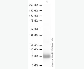 Recombinant Human Left-right Determination Factor 2/Lefty-A