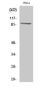 MLTK Polyclonal Antibody