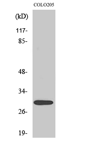 MRP-L9 Polyclonal Antibody