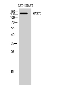 MAST3 Polyclonal Antibody