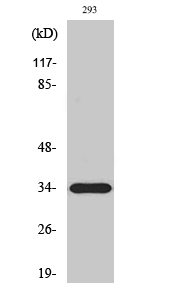 ELOVL6 Polyclonal Antibody