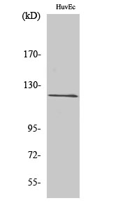 FIR Polyclonal Antibody