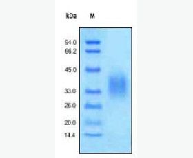 Recombinant Human LR3 Insulin-Like Growth Factor I/LR3-IGF-1