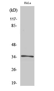 Olfactory receptor 52E6 Polyclonal Antibody