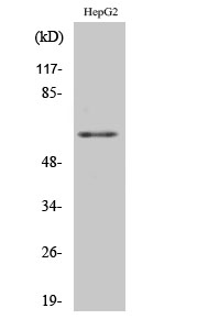 hnRNP K Polyclonal Antibody