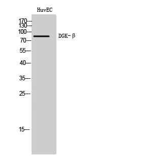 DGK-β Polyclonal Antibody