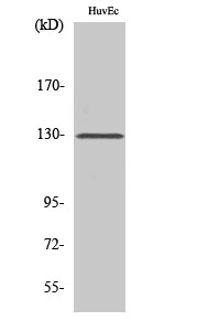 p130 Cas Polyclonal Antibody