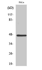 HSFX1 Polyclonal Antibody