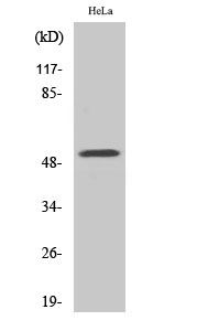 G3BP2 Polyclonal Antibody