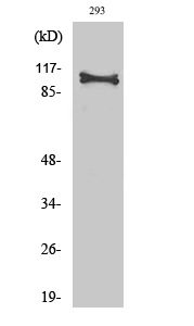 Hrs Polyclonal Antibody