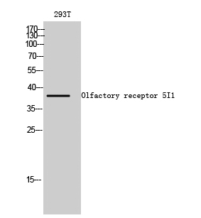 Olfactory receptor 5I1 Polyclonal Antibody