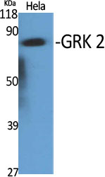 GRK 2 Polyclonal Antibody