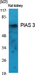 PIAS 3 Polyclonal Antibody