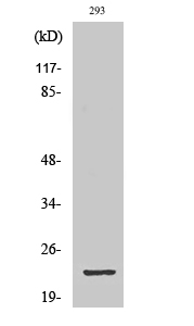 GSC2 Polyclonal Antibody