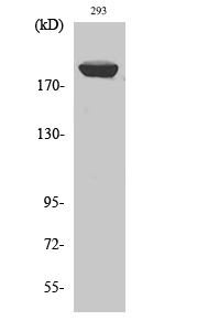 IRS-1 Polyclonal Antibody