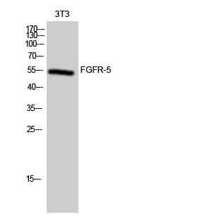 FGFR-5 Polyclonal Antibody
