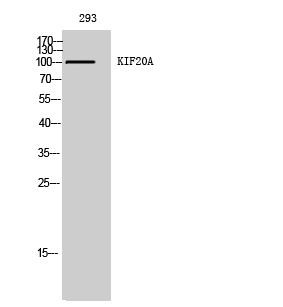 KIF20A Polyclonal Antibody