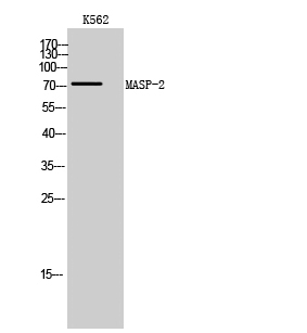 MASP-2 Polyclonal Antibody