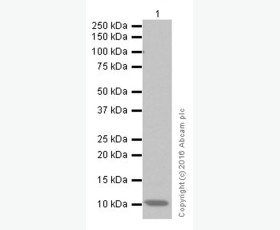 Recombinant Human Methionine Aminopeptidase 1