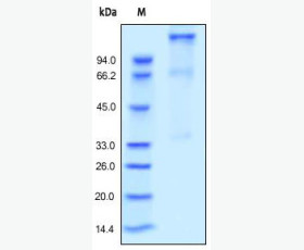 Recombinant Human VEGF-C