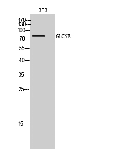 GLCNE Polyclonal Antibody